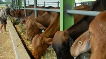 منطقة كالتيم الخضراء PMK ، استبدال البقر بمبلغ 10 ملايين روبية إندونيسية للفرد الواحد ليس أولوية