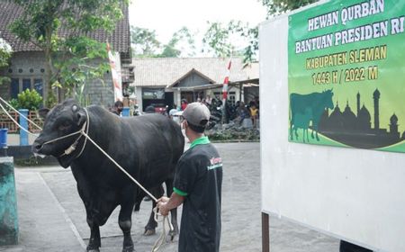 Sapi Jawa dan Brangus Impor dari Australia yang Diberikan Jokowi untuk Kurban di Yogyakarta