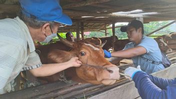 帕朗卡拉亚农业办公室针对500头接种口蹄疫疫苗的奶牛