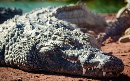 16 Tahun di Kandang Kebun Binatang Tanpa Pejantan, Buaya Betina Ini Mampu Bertelur