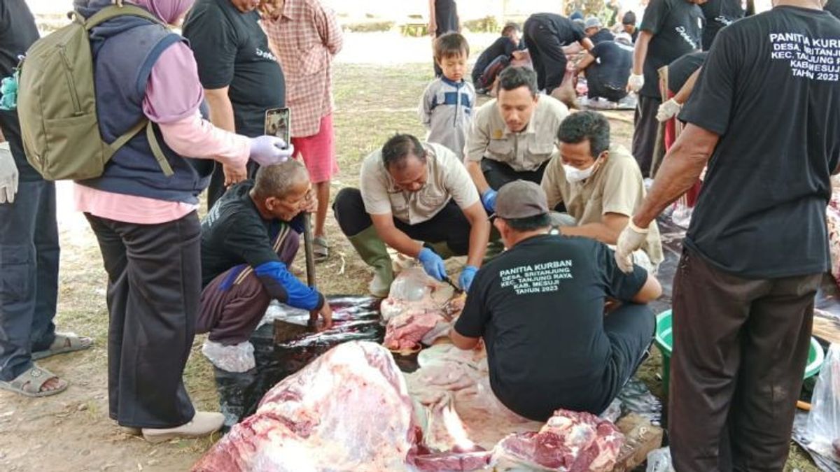 President Jokowi's Sacrificial Cows Distributed To Hundreds Of Residents In Mesuji