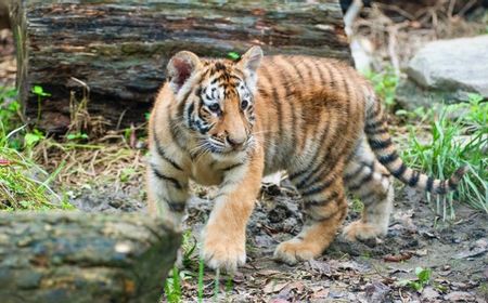 Tersedak Daging Sapi, Anak Harimau Berusia Tujuh Bulan di Kebun Binatang Korea Selatan Tewas