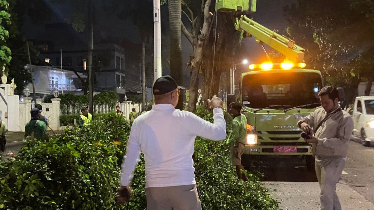Usai Insiden Pohon Tumbang Akibatkan Korban Jiwa, Pohon di Sepanjang Jalan Metro Pondok Indah Ditebang