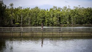 4 Fungsi Ekologis Hutan Mangrove: Pelindung Wilayah Pesisir hingga Penyelamat Perubahan Iklim 