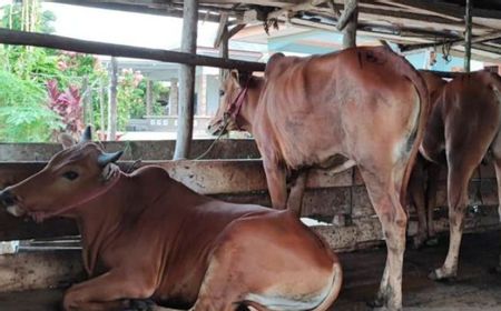 Wabah PMK Bikin Warga Khawatir Konsumsi Daging, Plt Gubernur Jatim: Jangan Takut, Asal...