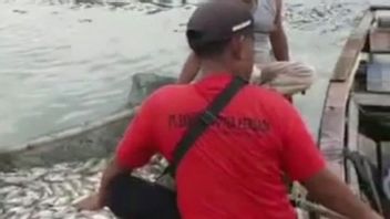 真剣に、シラタ貯水池の何百万匹もの魚が雨水が配達されたために死亡しました