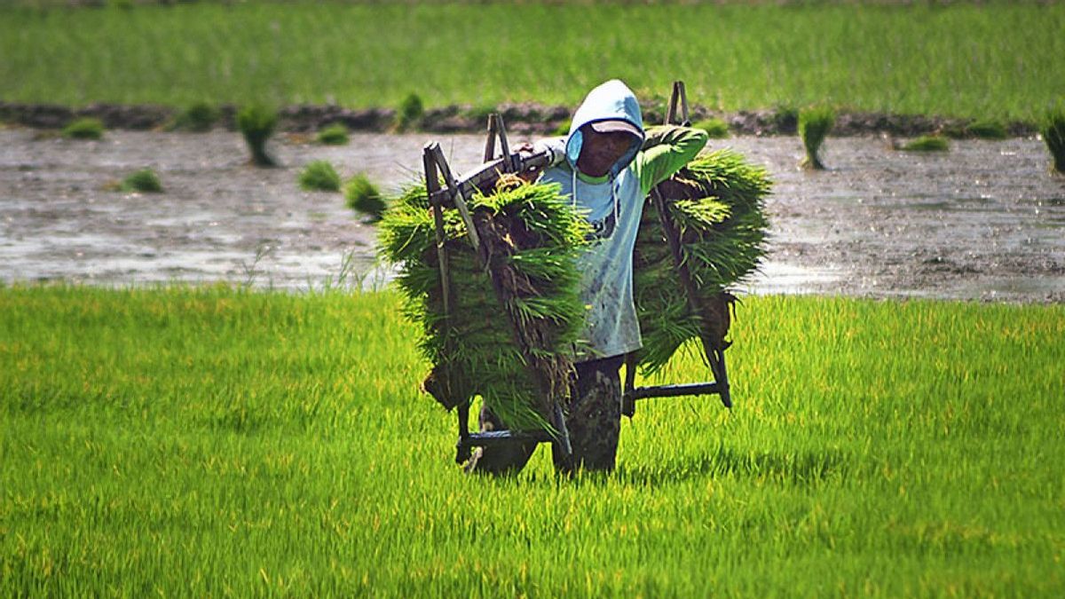 BPS: Farmer's Exchange Rate Increases To 111.85 In August 2023