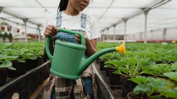 ما هي جودة المياه التي يمكن استخدامها لرش النباتات؟ لا تخطئ!