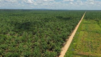 PTPN Merges Into PalmCo and SupportingCo, Indonesia Could Become the World's Palm Oil King