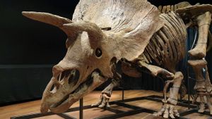 Sisa Fosil Triceratops Big John Laku Rp109 Miliar dalam Lelang di Paris