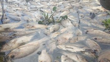 西苏门答腊岛马宁尧湖的鱼类死亡，近1000吨