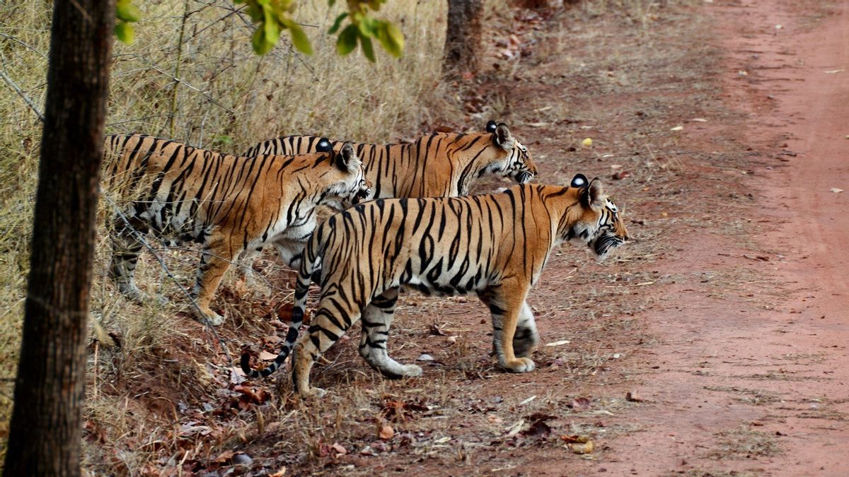 India Kehilangan 550 Harimau dalam Lima Tahun Terakhir: 144 Karena Perburuan, 290 Masih Diselidiki