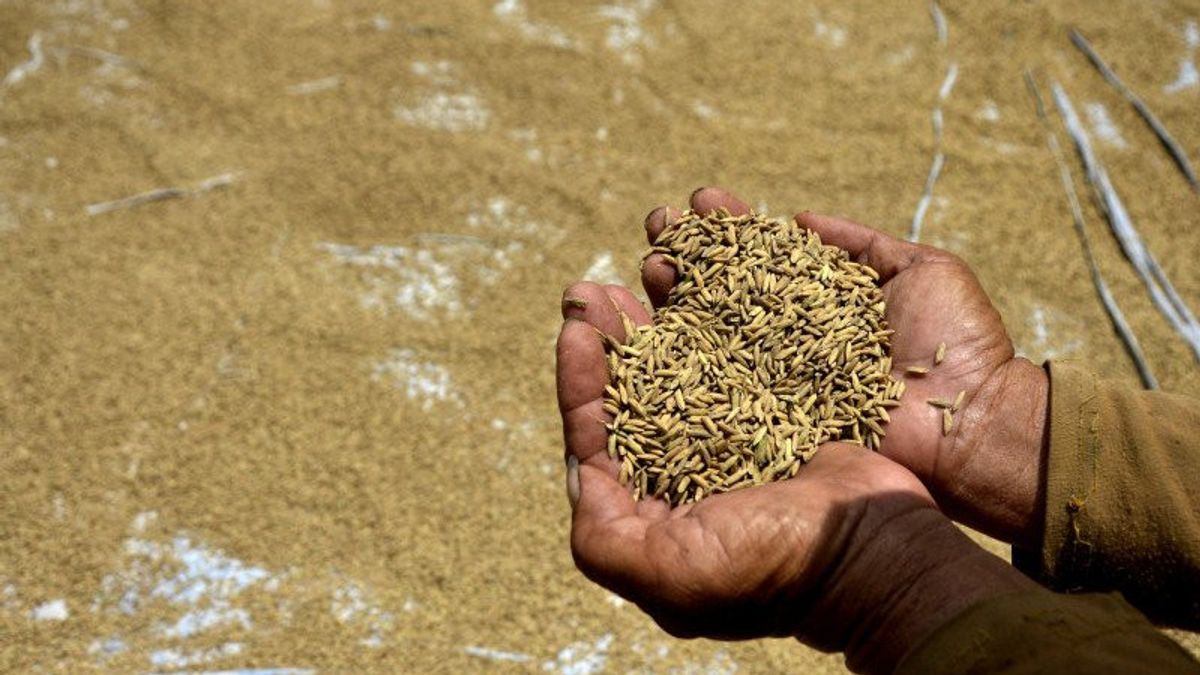 大収穫に先立ち、政府は穀物と米の価格を引き上げます