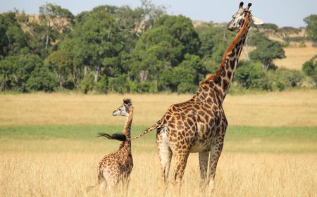 Temukan Jerapah Kerdil di Afrika, Ini Penjelasan Ilmuwan