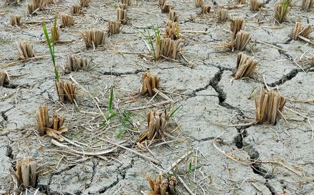 Waspada Potensi Kekeringan dan Kebakaran di Musim Kemarau