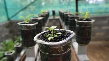 أنواع وسائط الزراعة المائية الجيدة لمحاصيل الزراعة ، رخيصة وسهلة العثور عليها