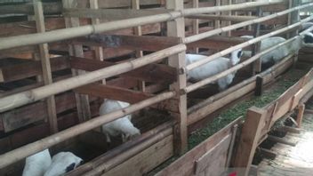 Not Wanting Anthrax Or Infectious PMK, Sukabumi DKP3 Tightens Supervision Of The Entry Of Sacrificial Animals