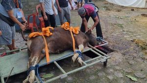 DKI省政府要求公众报告患病祭祀动物的发现