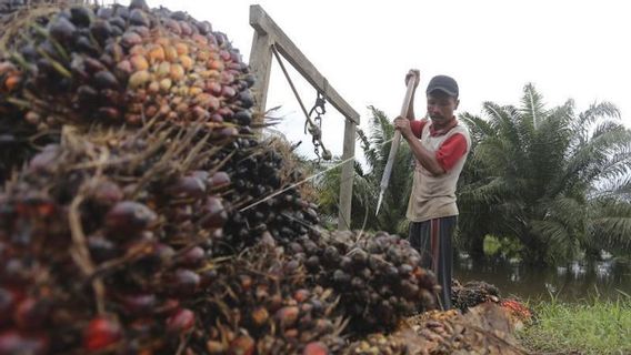 Permintaan di Pasar Global Tinggi, Gapki Optimistis Industri Sawit Tumbuh Positif