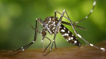 It's Starting To Rain, Take Note Of The Following Tips To Prevent Dengue Fever