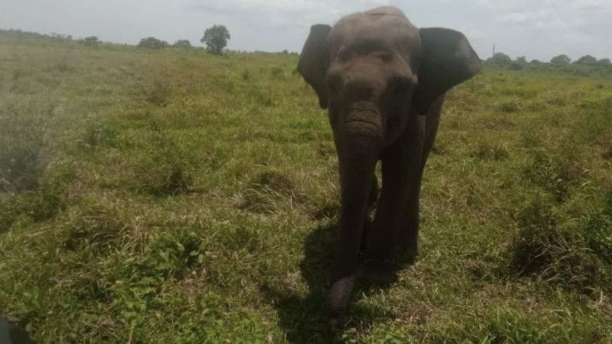 Gajah Tak Terpasang GPS di Way Kambas Lampung Terjang Warga Jaga Ladang Malam Hari, 1 Korban Patah Tulang Rusuk