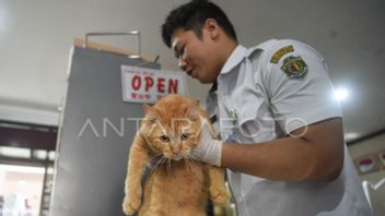 Samarinda Provides 2,000 Free Rabies Vaccine Doses to Prevent Transmission