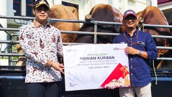 Iduladha 1446 H, SIG Bagikan 237 Hewan Kurban Setara 21 Ton Daging di 20 Provinsi
