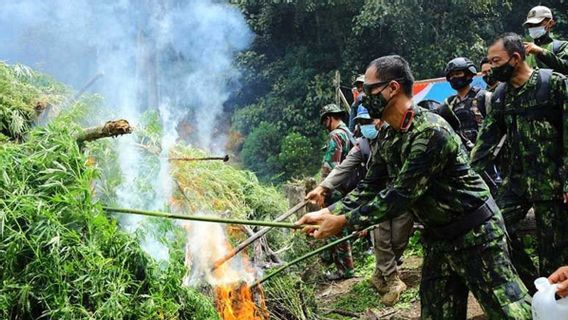 Tim Gabungan Lakukan Pemusnahan Ganja Sebanyak 20 Ribu Batang di Gayo Lues