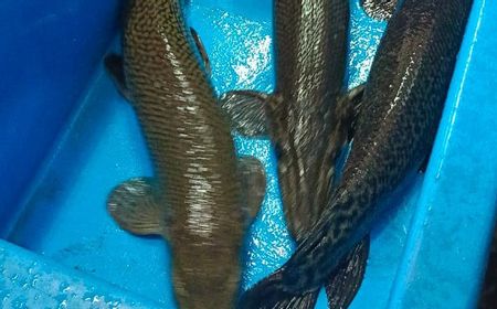 Petugas Temukan 4 Ikan Alligator Gar yang Dijual di Pasar Ikan Hias Johar Baru