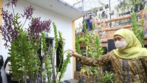 Gubernur Khofifah dan Mendes PDTT Siap Bawa Bunga Anggrek Jatim Masuk Pasar Ekspor
