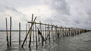 Taati Regulasi Pemerintah, PT TRPN Bongkar Pagar Laut Bekasi Sepanjang 3,3 Km