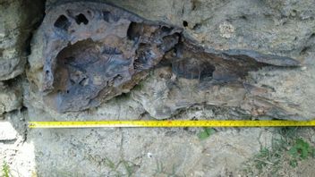 透露！西万隆锡尔二岛的化石显然来自博维达、塞尔维达和埃莱法 · 马克西姆斯的古代动物