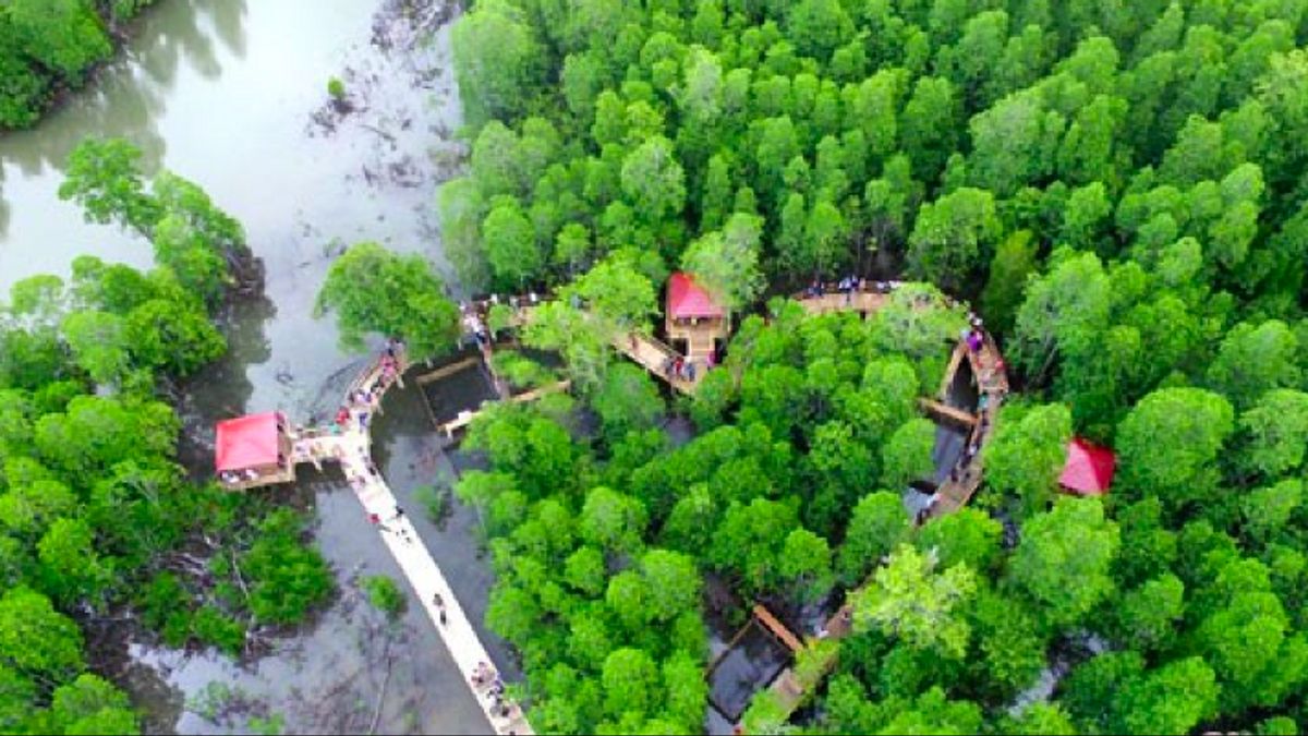 in avant d’absorber, des dizaines de Mangrove abondent de nouveau sur l’île de Tidung