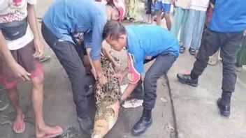 Circulating In The River Makes Residents Of South Lampung Uneasy, 5 Meters Of Crocodiles Evacuated By Officers