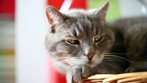 Bisa karena Gelisah atau Marah, Kenali 4 Alasan Kenapa Kucing Menggerakkan Telinga