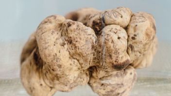 One Kilogram Of White Truffle Award Sold For IDR 2.3 Billion, This Is Special