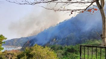 Petugas Gabungan Berjibaku Padamkan Kebakaran Hutan di Puncak Habibie Sukabumi