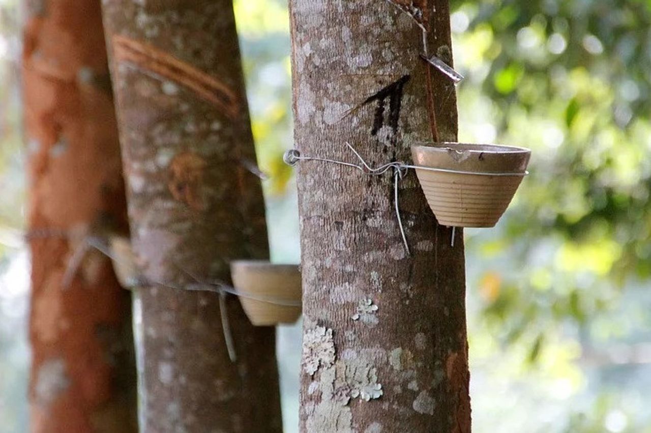 Application Of Biofuel Technology For The Sustainability Of The Rubber Industry