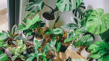 It's Not Complicated, Here Are 5 Ways To Take Care Of Philodendron Pigeon Variegata Plants