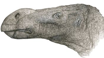 En Examinant La Diversité Des Dinosaures Iguanodontiens, Des Chercheurs Découvrent De Nouvelles Espèces 