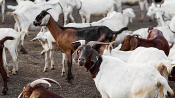 Eid Al-Adha를 위한 희생 동물에 대한 요구 사항은 무작위일 수 없습니다!