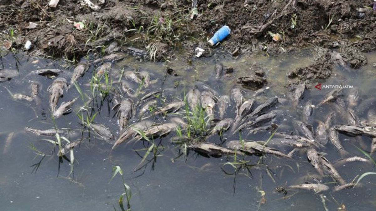 Ikan Sapu-sapu Ramai Ditangkap di Ciliwung, Pemprov DKI Tegaskan Tidak Aman Dikonsumsi 