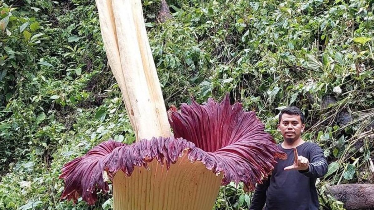 最初被误认为是一块木头，结果发现一朵巨大的腐肉花在4.35米高的地方盛开
