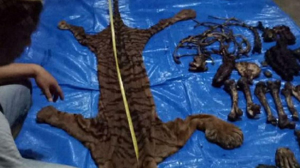 Bawa 2 Kardus Isi Kulit dan Organ Tubuh Harimau, Pria di Bengkulu Ditangkap