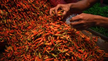 The Price Of Rawit Chili In East Java Drops As A Result Of PPKM Which Makes Hotels And Restaurants Not Operating