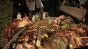 Polresta Kupang Selidiki Jaringan Pencuri Ternak Sapi dengan Cara Mutilasi 