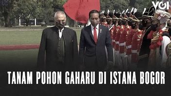 VIDEO: Momen Jokowi dan Jose Ramos-Horta Tanam Pohon Gaharu di Istana Bogor