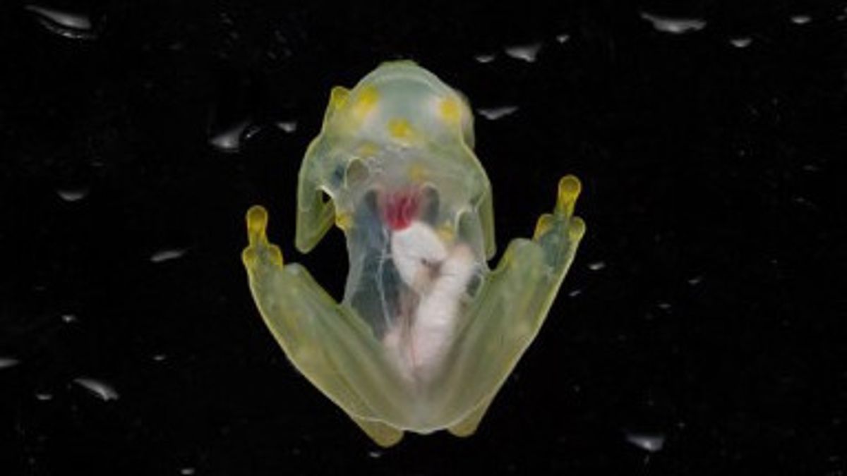 几乎灭绝！研究人员发现了一种身体透明的青蛙