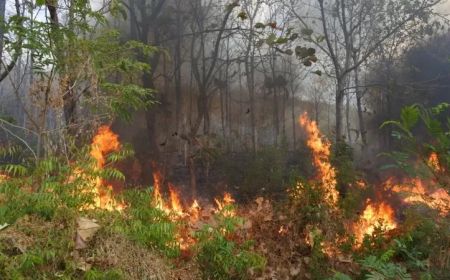 Muncul Titik Panas, Kalimantan Tengah Siaga Mengantisipasi Kebakaran Hutan