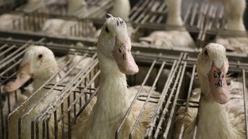 Avian Influenza Cases Found In Humans, UK Health Authorities: Very Rare And Due To Long-Term Contact